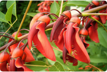 Karibischer Korallenstrauch