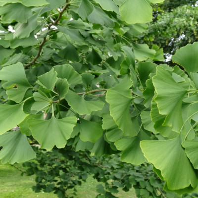Ginkgo