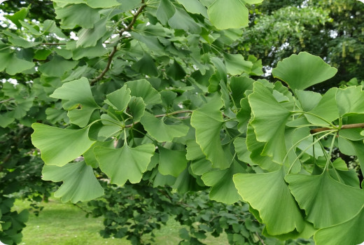 ginkgo