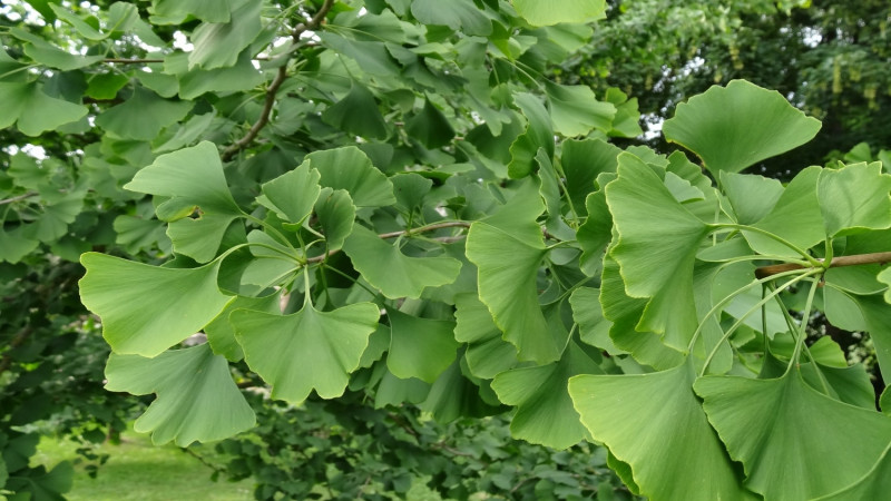 ginkgo