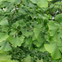 Ginkgo