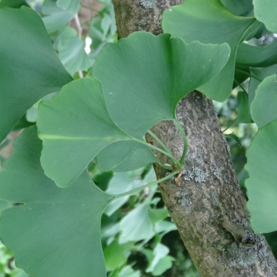Ginkgo
