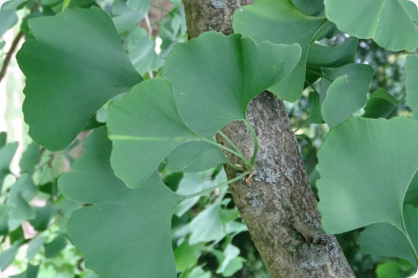 Ginkgo