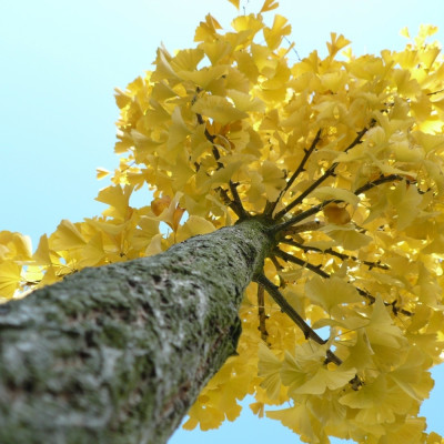 Ginkgo