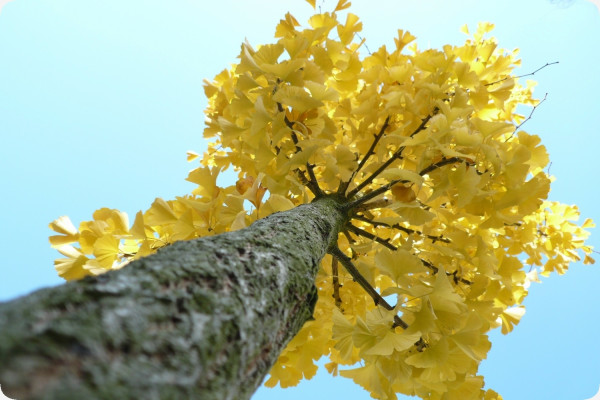 Ginkgo