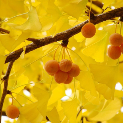 Ginkgo