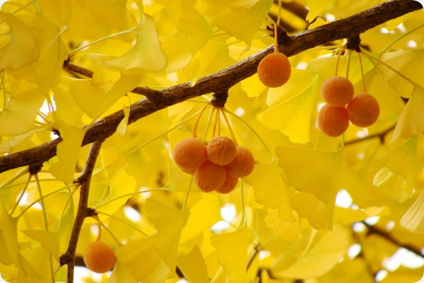 Ginkgo