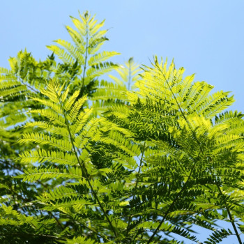 Jacaranda