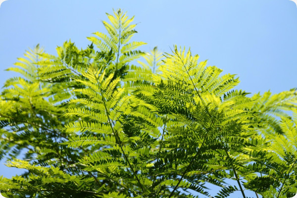Jacaranda