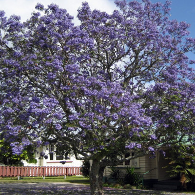 Jacaranda