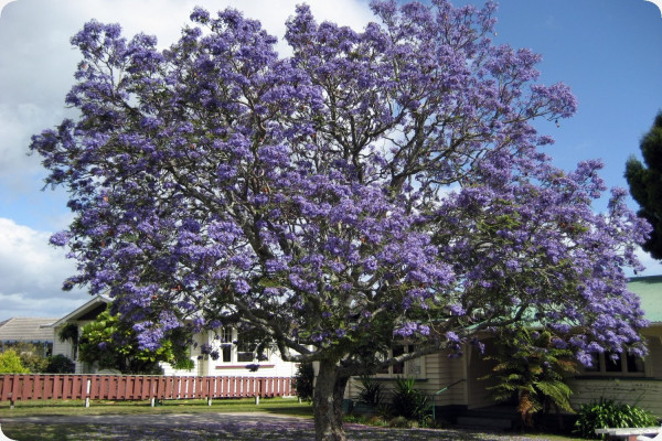 Jacaranda