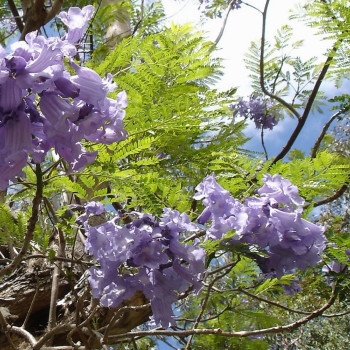 Jacaranda