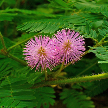Echte Mimose