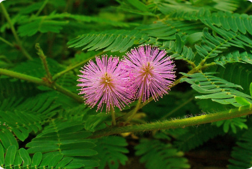 True mimosa