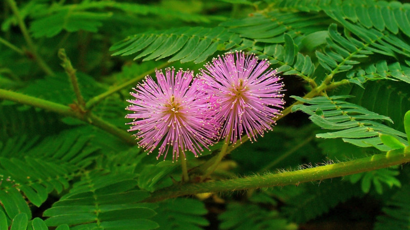 True mimosa