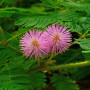 Echte Mimose