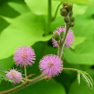 True mimosa