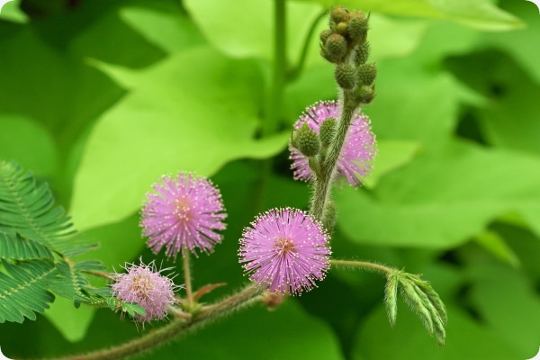 True mimosa