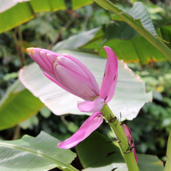 Kenia-Banane