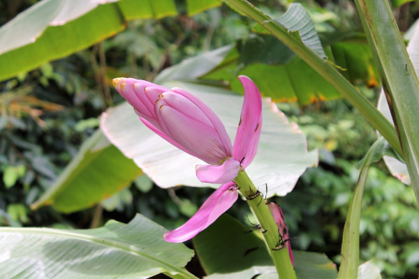 Kenyan banana