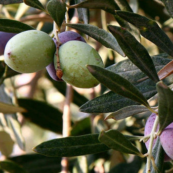 Ölbaum