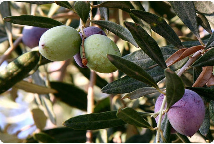Olive tree