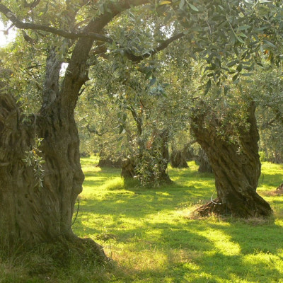 Ölbaum