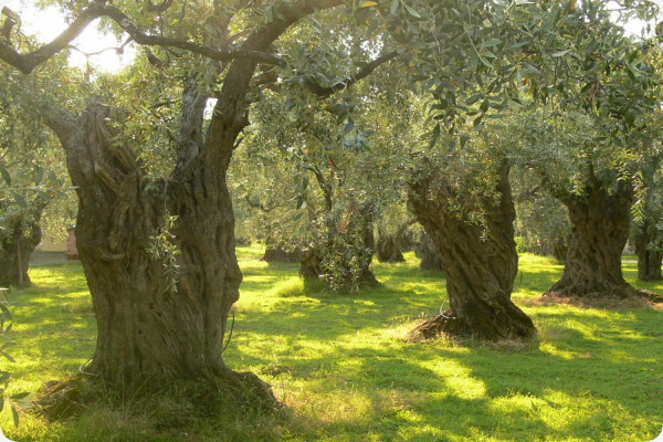 Ölbaum