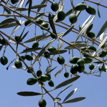 Ölbaum