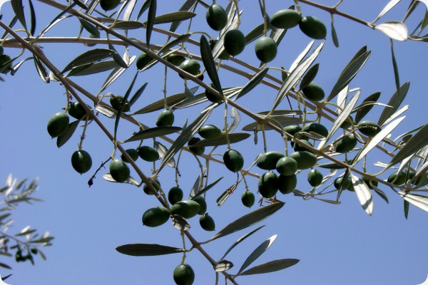 Ölbaum