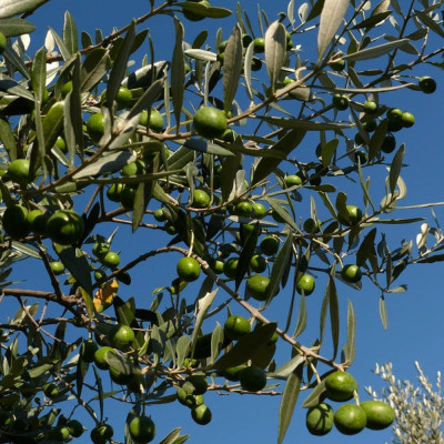 Ölbaum