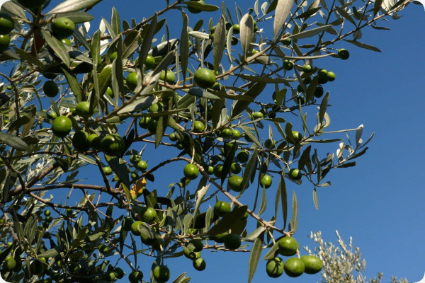 Ölbaum