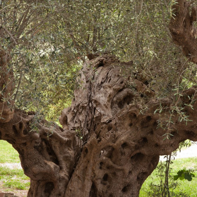 Ölbaum