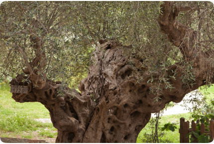 Olive tree