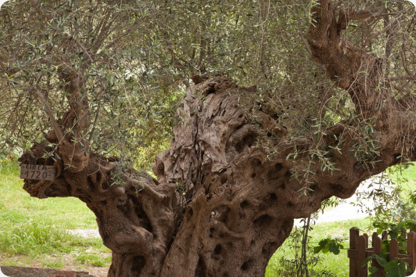 Ölbaum