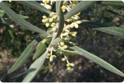 Olive tree