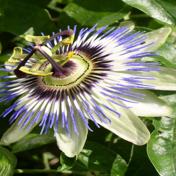 Blue Passionflower
