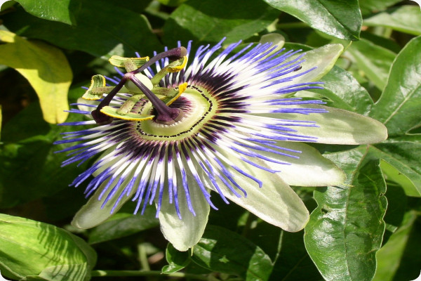 Blaue Passionsblume