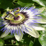 Blue Passionflower