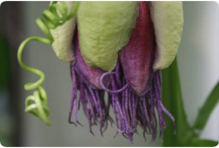 Riesengranadilla / Königsgranadilla