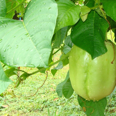 Giant Granadilla / King Granadilla
