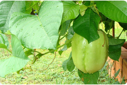 Riesengranadilla / Königsgranadilla