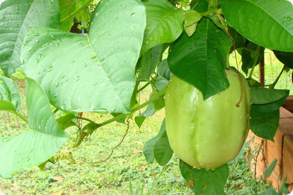 Giant Granadilla / King Granadilla