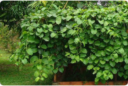 Riesengranadilla / Königsgranadilla