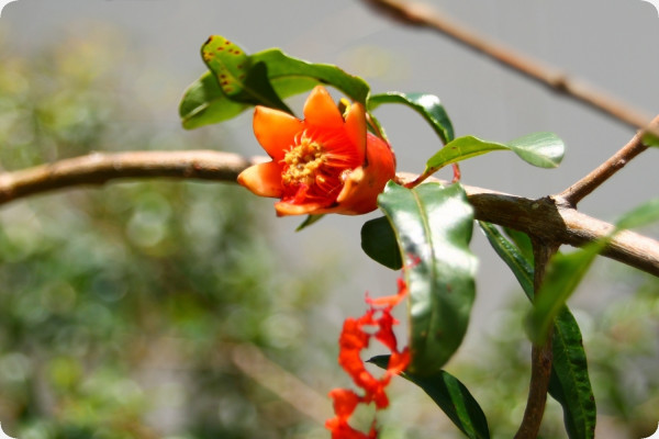 Dwarf pomegranate