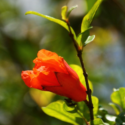 Dwarf pomegranate