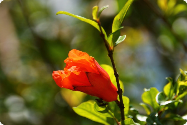 Dwarf pomegranate