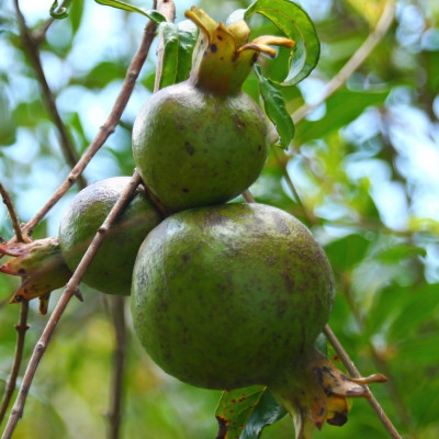 Dwarf pomegranate