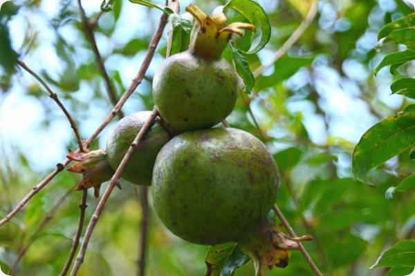 Dwarf pomegranate