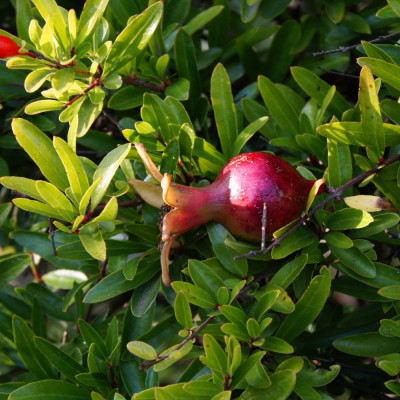 Dwarf pomegranate